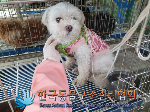 한국동물구조관리협회_411311202300513